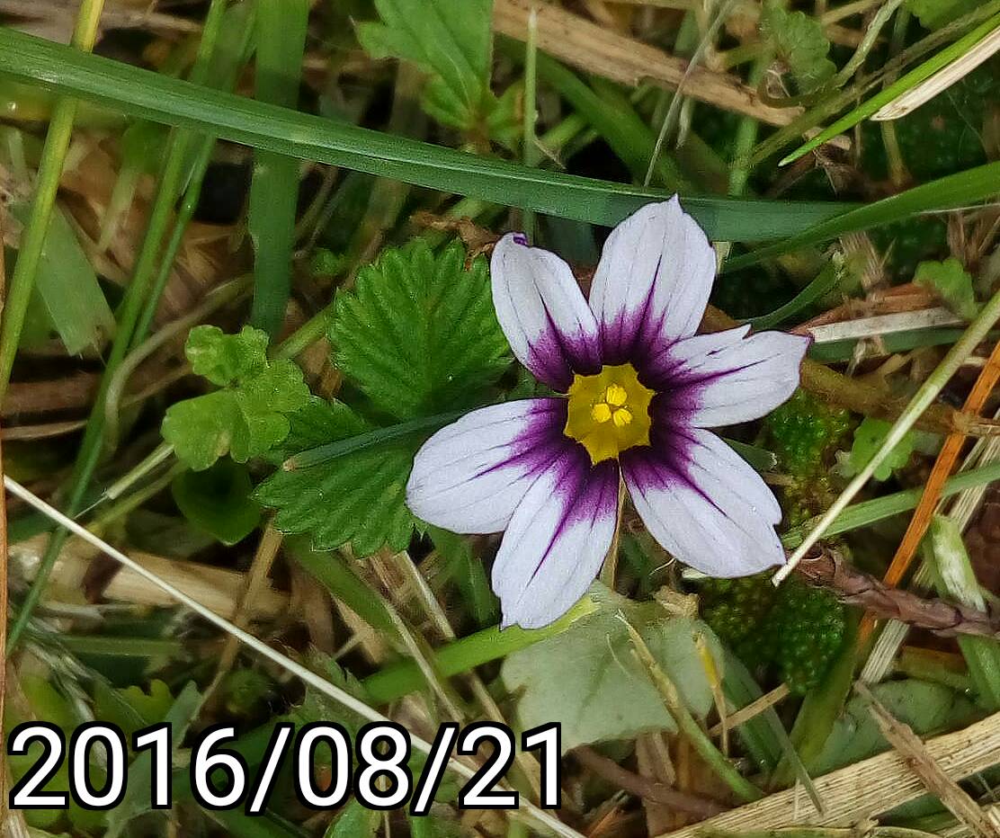 大雪山森林遊樂區 ￼庭菖蒲 Sisyrinchium atlanticum, Eastern blue-eyed grass